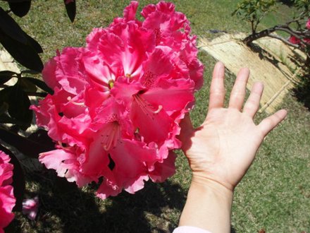 シャクナゲの花、手との比較.jpg